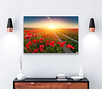 Obraz Makové kvety zs1057